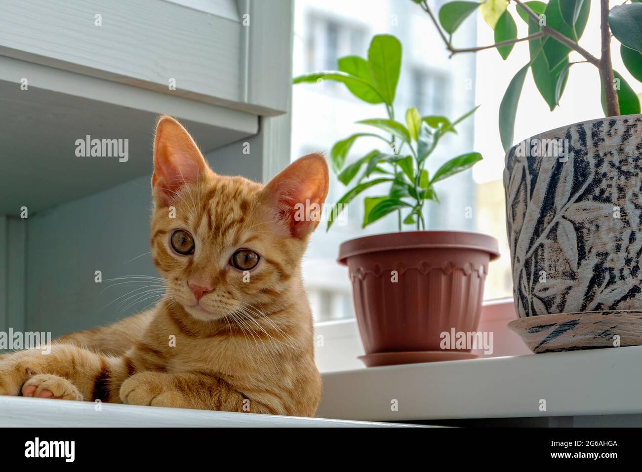 Kitten in flower pot next hi-res stock photography and images - Alamy