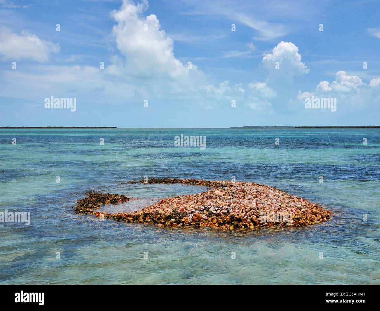 Discarded shells of queen conch - Strombus gigas - form small island in North Bimini, Bahamas. Stock Photo