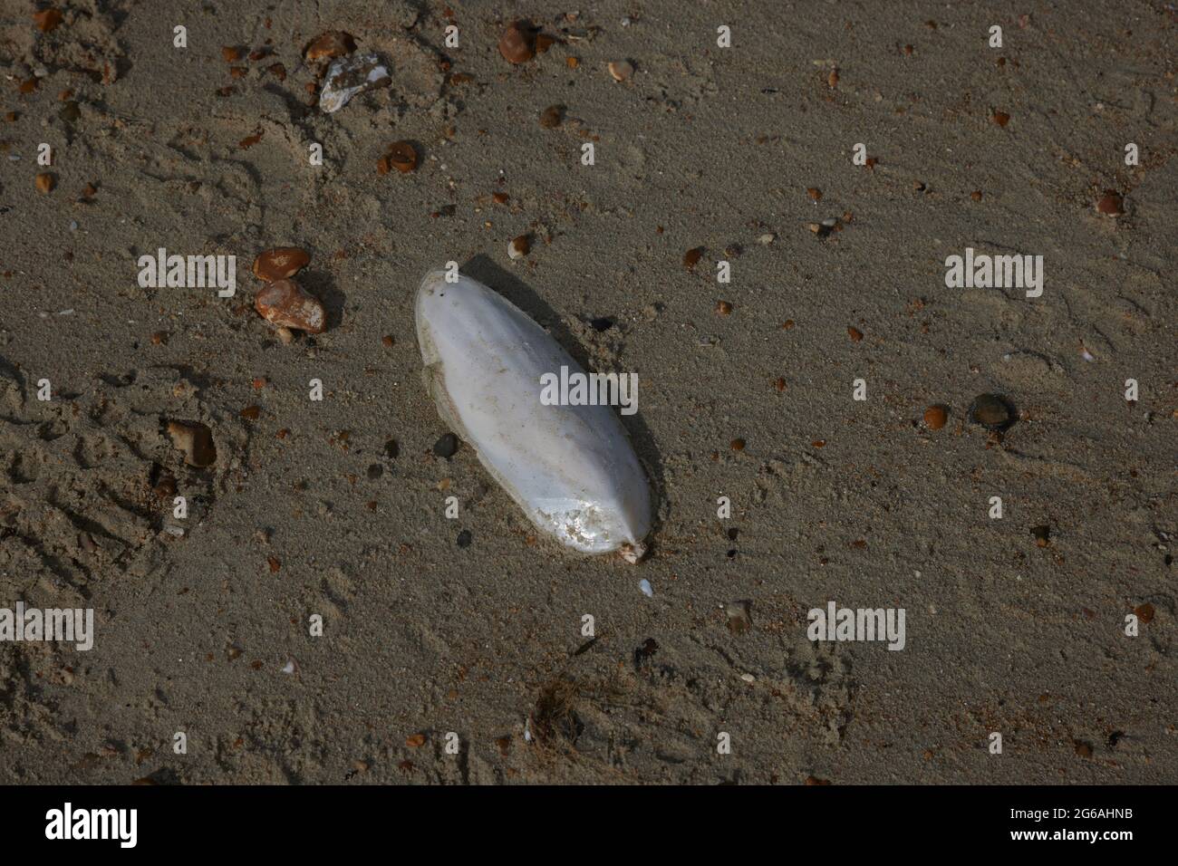 Single piece of cuttlefish bone seen on the sand of the beach in the UK. Stock Photo