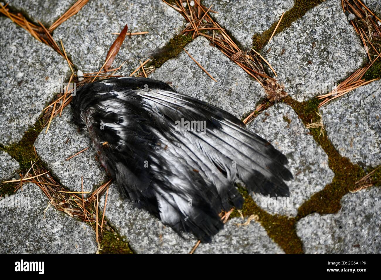 abgerissener Flügel eines toten Vogels, der baufeiner Strasse liegt, Stock Photo