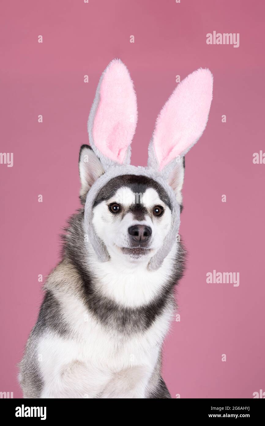 Pomsky Dog High Resolution Stock Photography and Images - Alamy