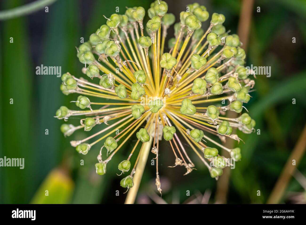 Close up of alium flower head with green seed pods, - radial pattern Stock Photo