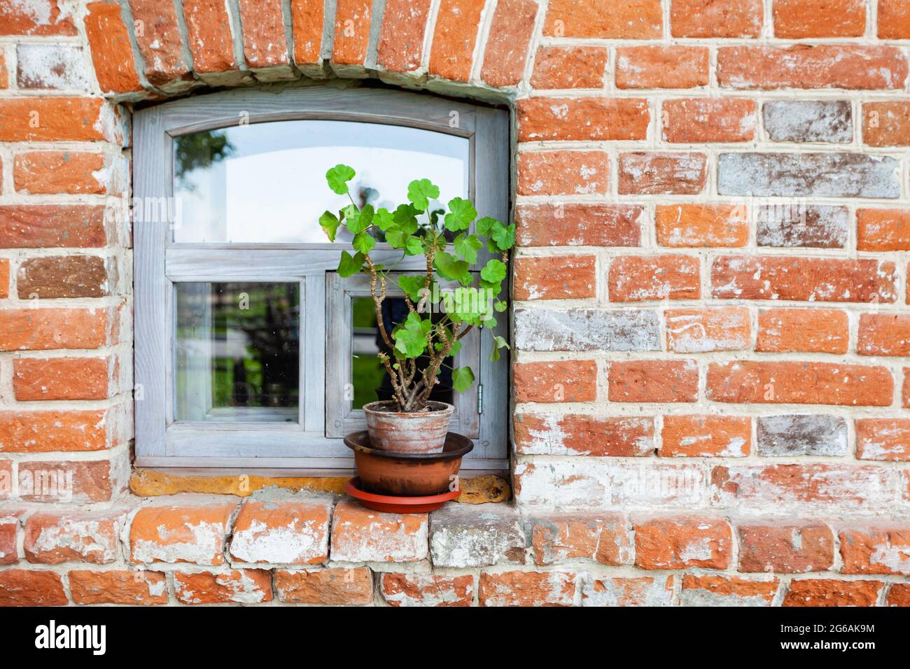 vintage wooden window in the red brick wall, flower in a flat Stock Photo