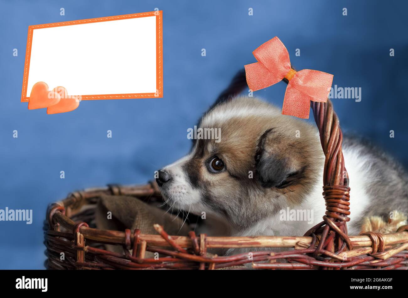 https://c8.alamy.com/comp/2G6AKGF/a-small-puppy-is-sitting-in-a-basket-a-frame-for-text-a-cute-gift-with-a-bow-2G6AKGF.jpg