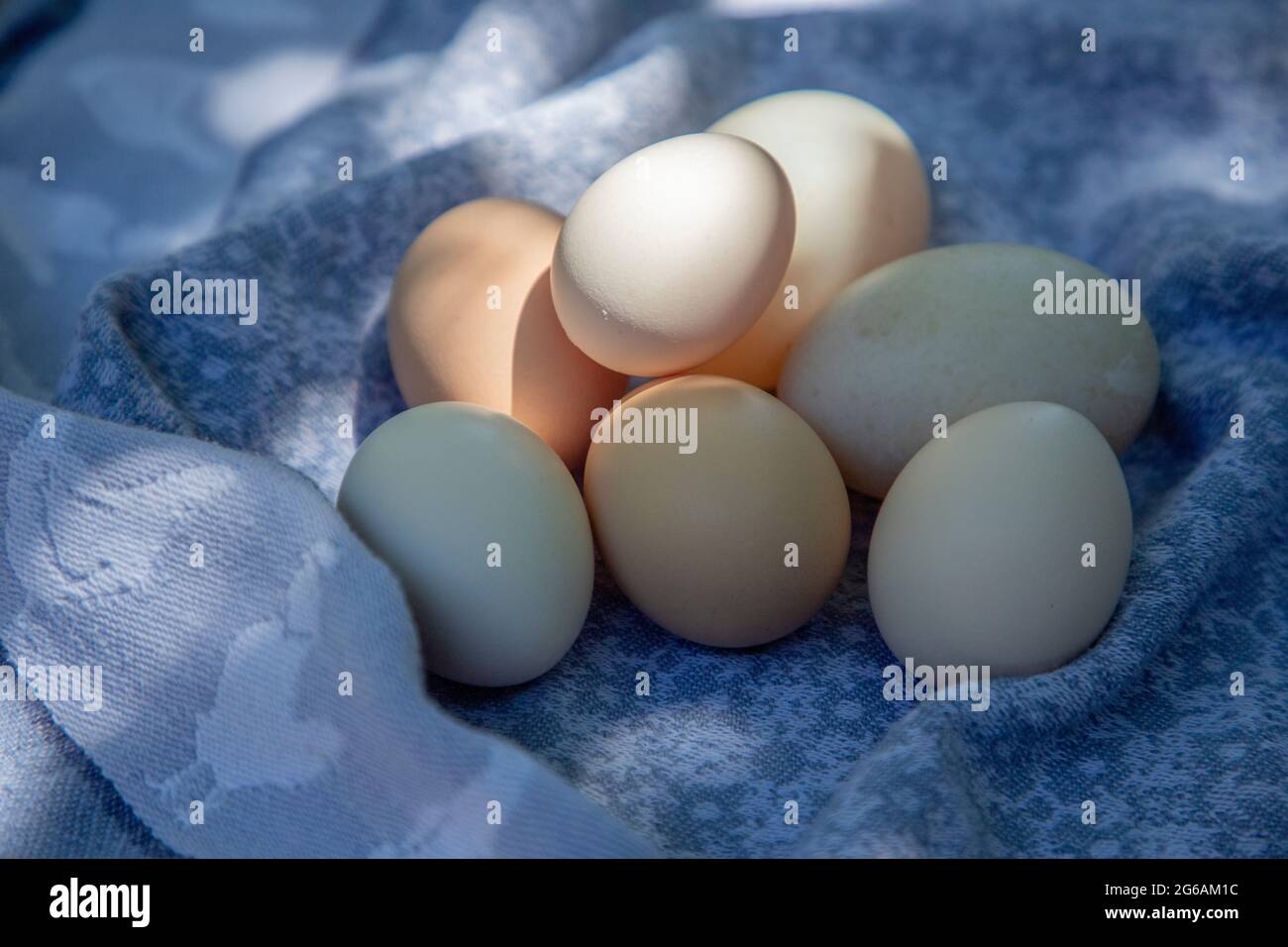 Fresh organic duck and chicken eggs. Stock Photo