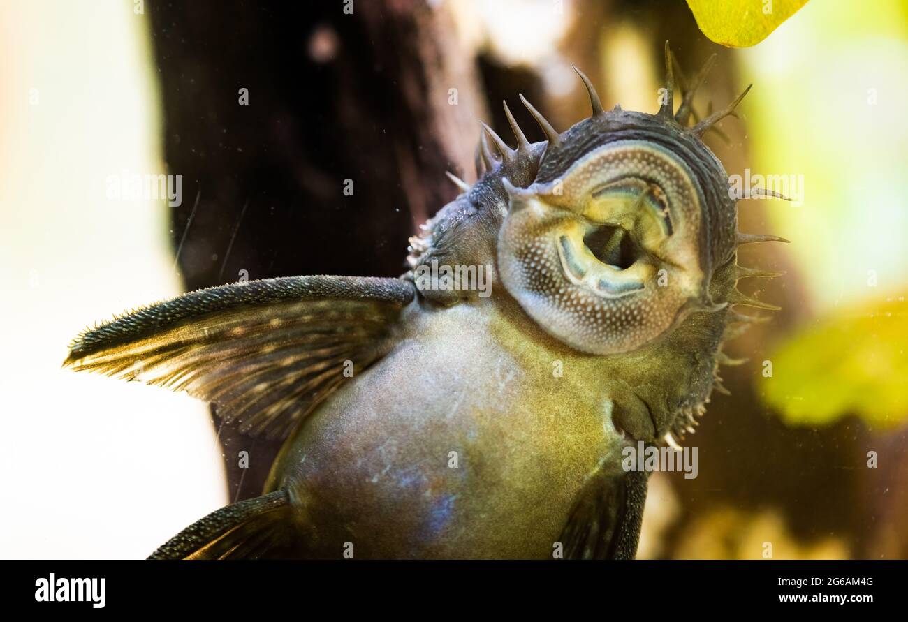 Ancistrus species longfin Bushymouth catfish on aquarium glass. Stock Photo