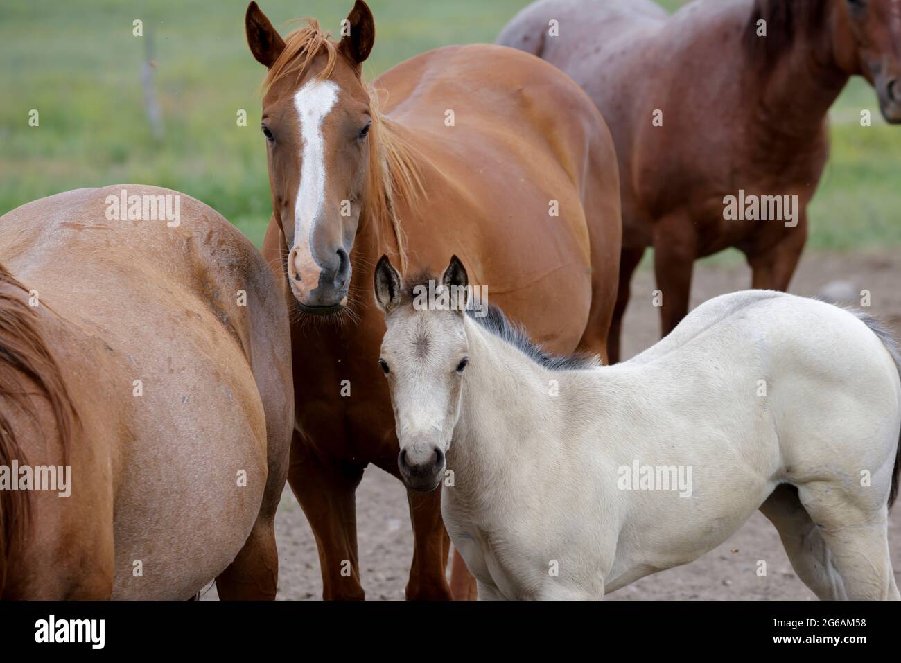 A cute white pony is standing amongst the adult horses near Polson, Montana Stock Photo Alamy