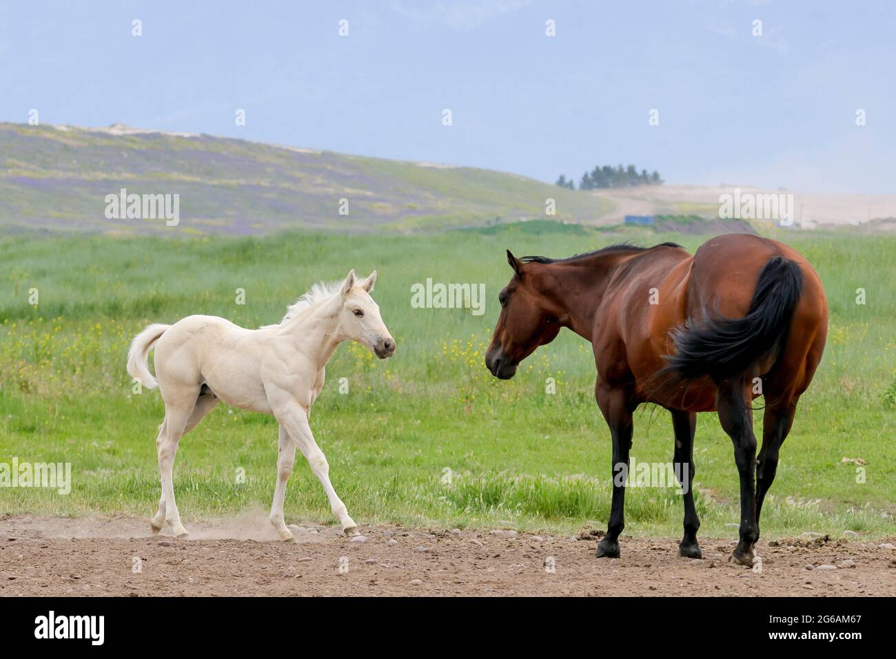 A cute white pony walks up to an adult horse near Polson, Montana Stock Photo Alamy