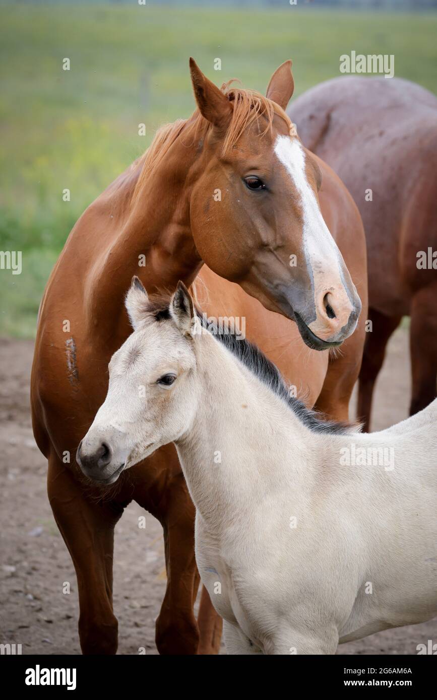 An intimate portraiture of a young white pony standing with an adult