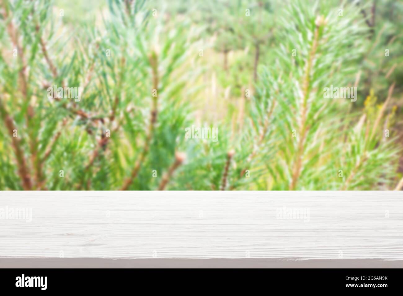 white wood table top on blur pine branches background Stock Photo Alamy