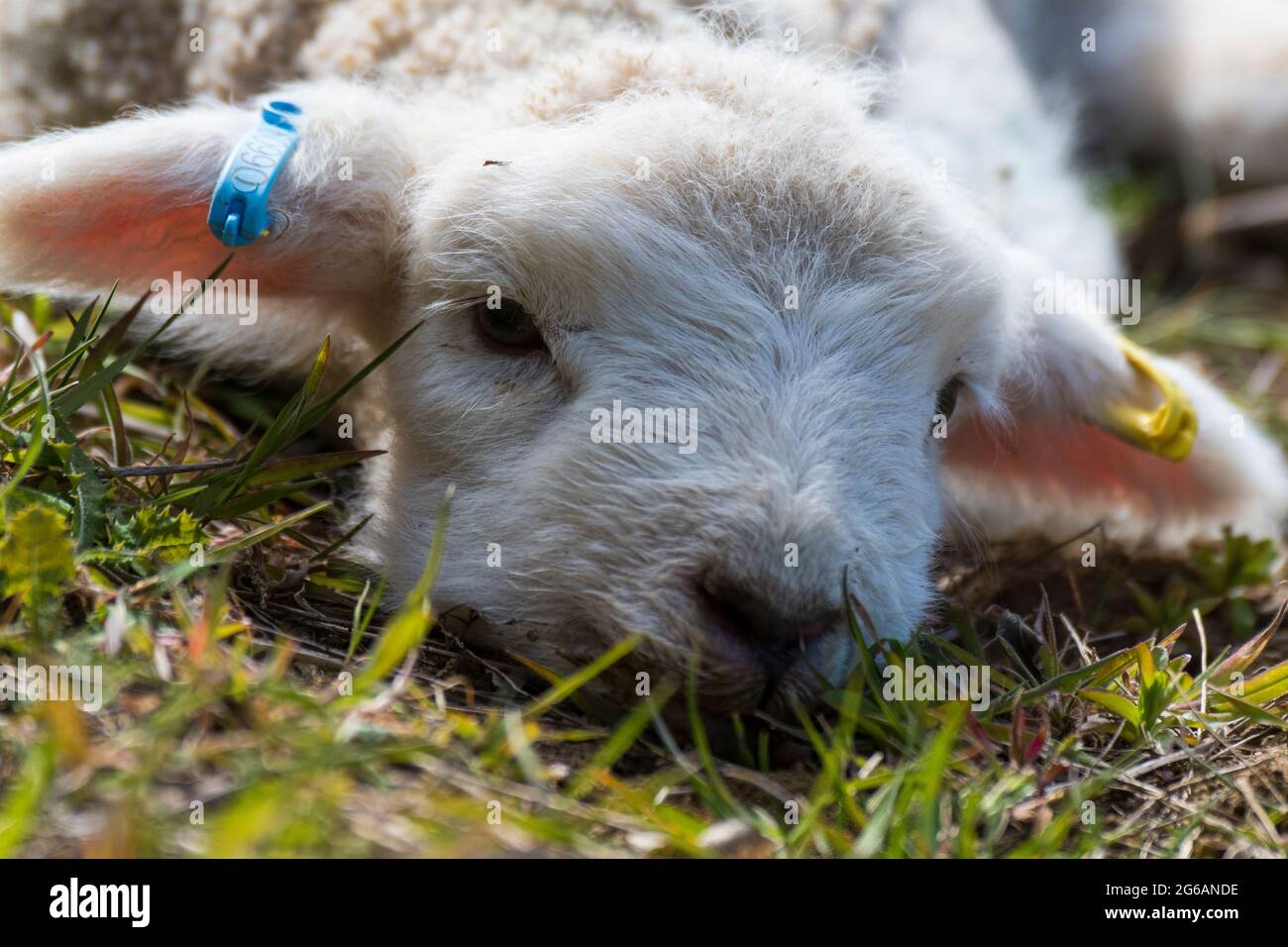 Organic lamb Stock Photo