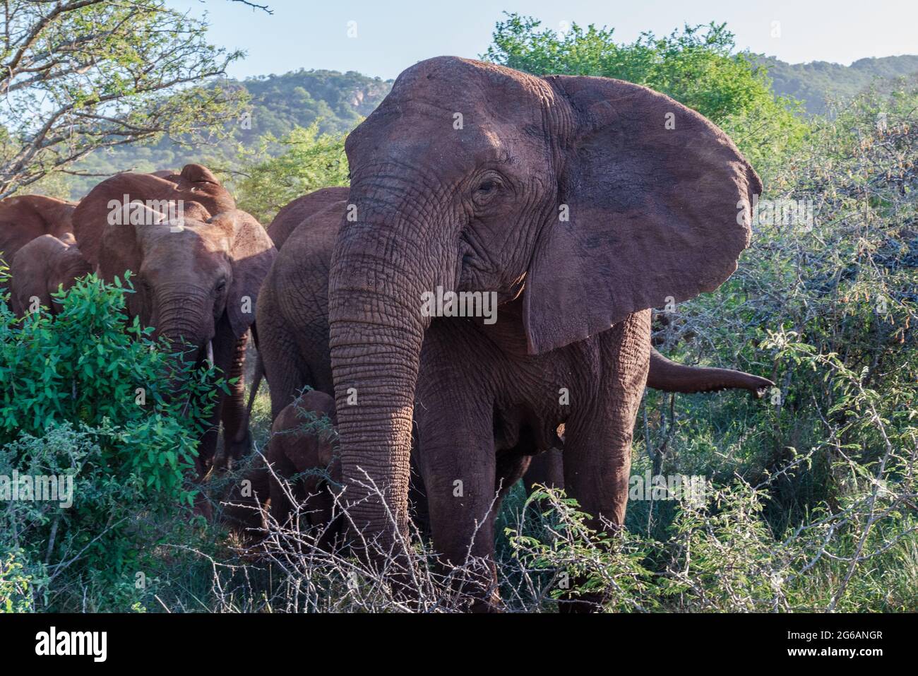 A photo of a herd of elephants walking through the South African jungle. Stock Photo