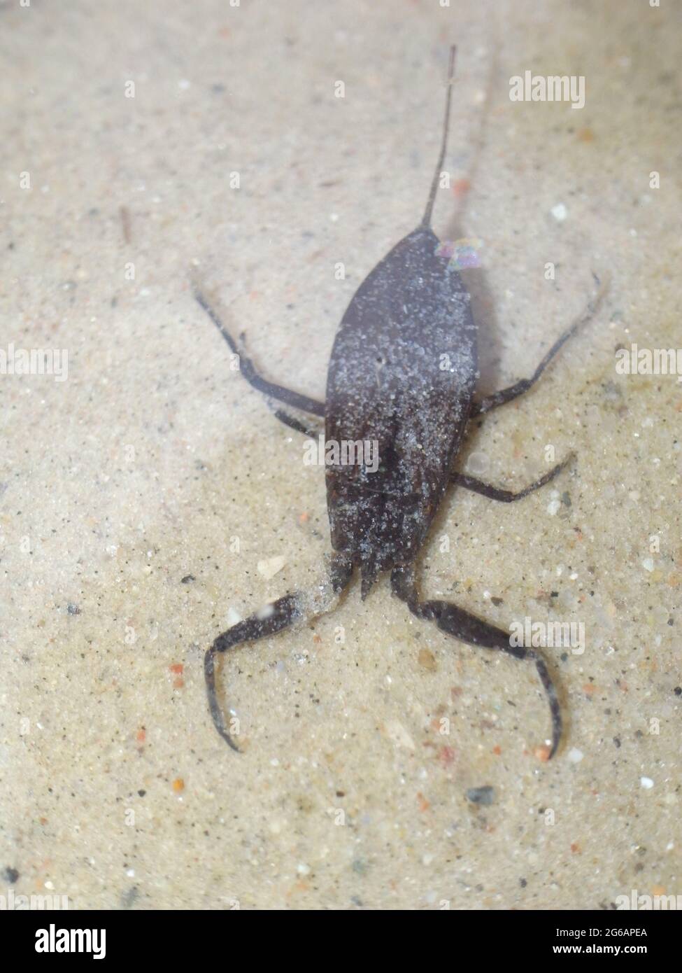 Water scorpion (Nepa cinerea). Predatory aquatic bug in the family Nepidae, with caudal process that acts as breathing tube. Stock Photo