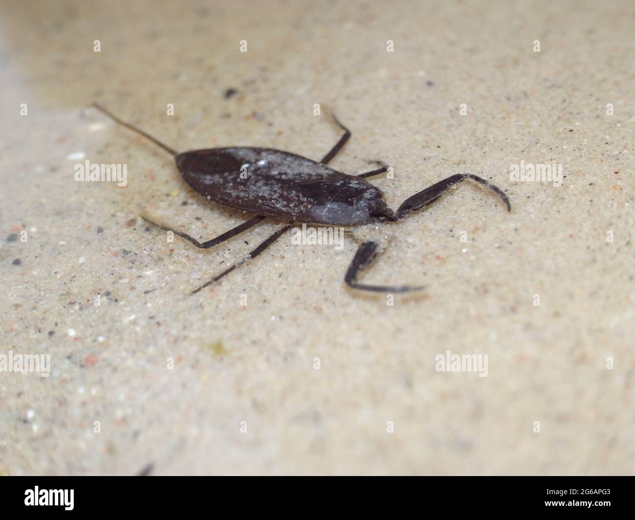 Water scorpion (Nepa cinerea). Predatory aquatic bug in the family Nepidae, with caudal process that acts as breathing tube. Stock Photo