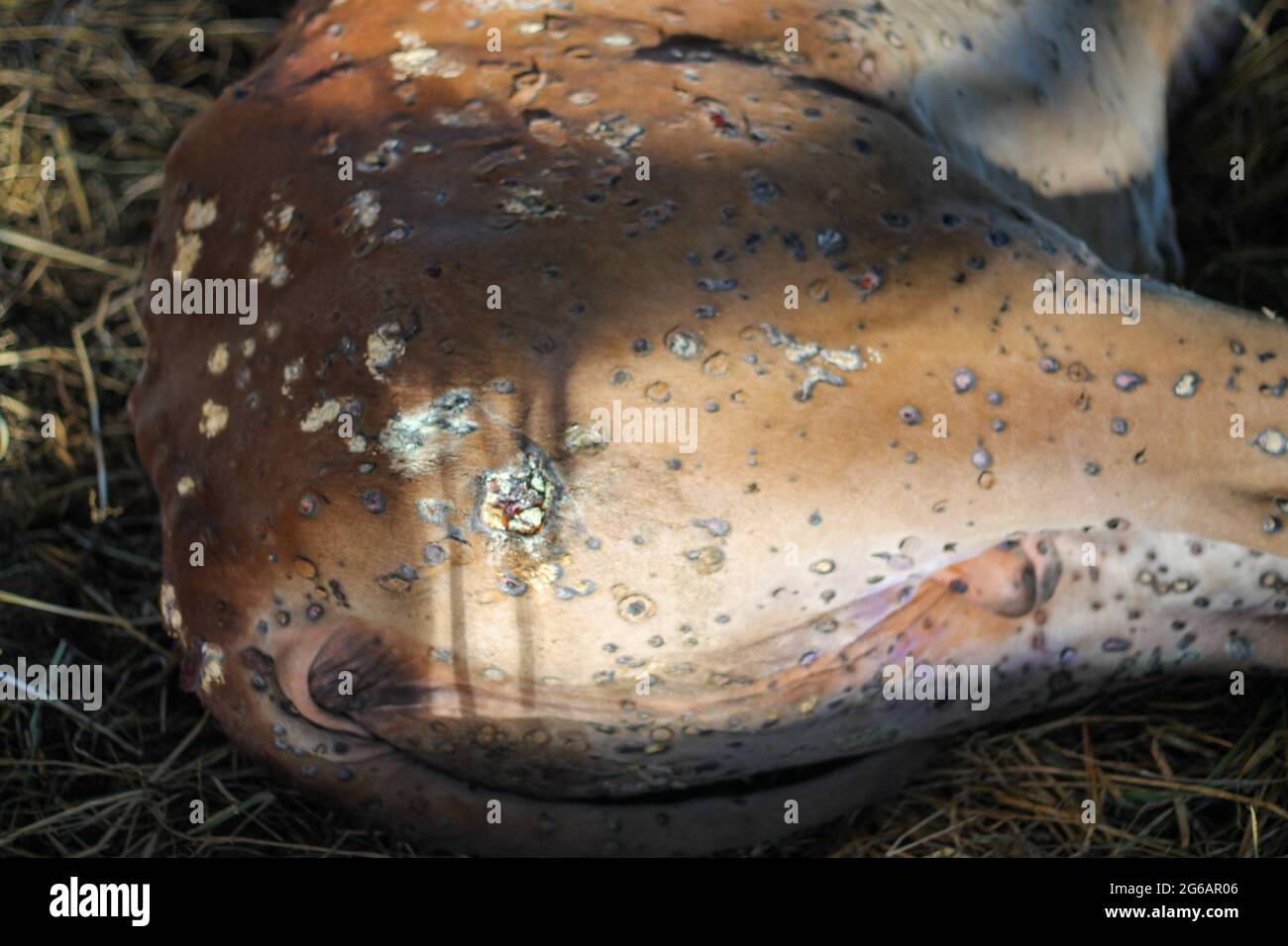 Lumpy skin disease . The calf has Lumpy skin disease, causing lesions of the skin all over the body. Lumpy skin disease is cattle plague. Stock Photo