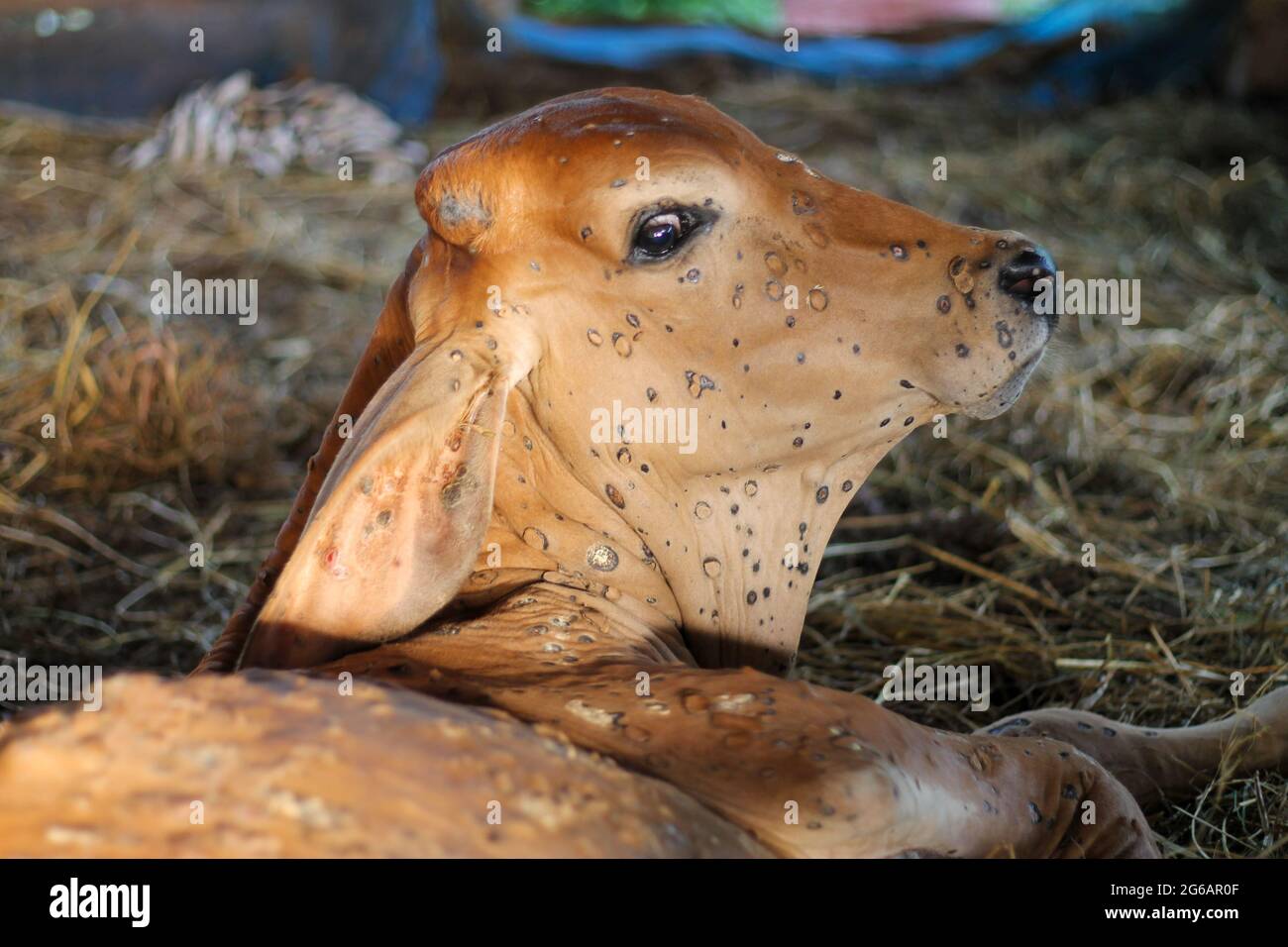 Lumpy Skin Disease The Calf Has Lumpy Skin Disease Causing Lesions Of The Skin All Over The Body Lumpy Skin Disease Is Cattle Plague Stock Photo Alamy