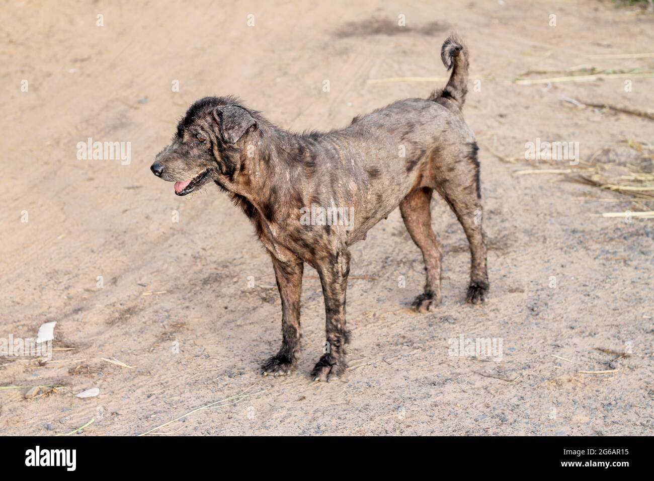 The black dog with leprosy was standing on the ground. Stock Photo