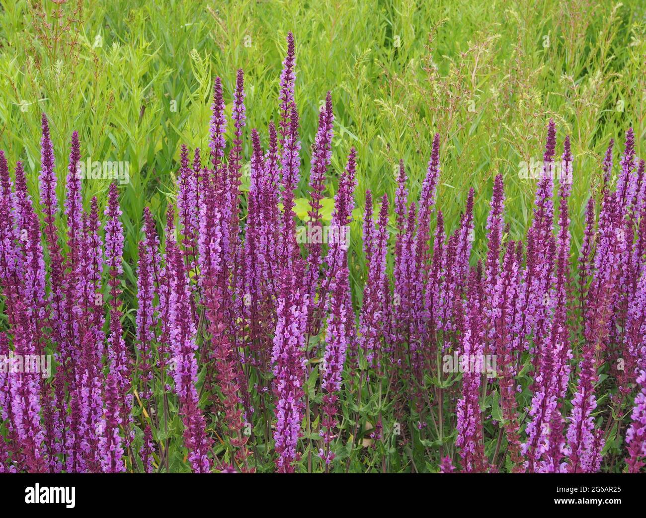 A clump of Salvia Nemorosa Amethyst - common name Balkan Clary in full flower in July. Stock Photo