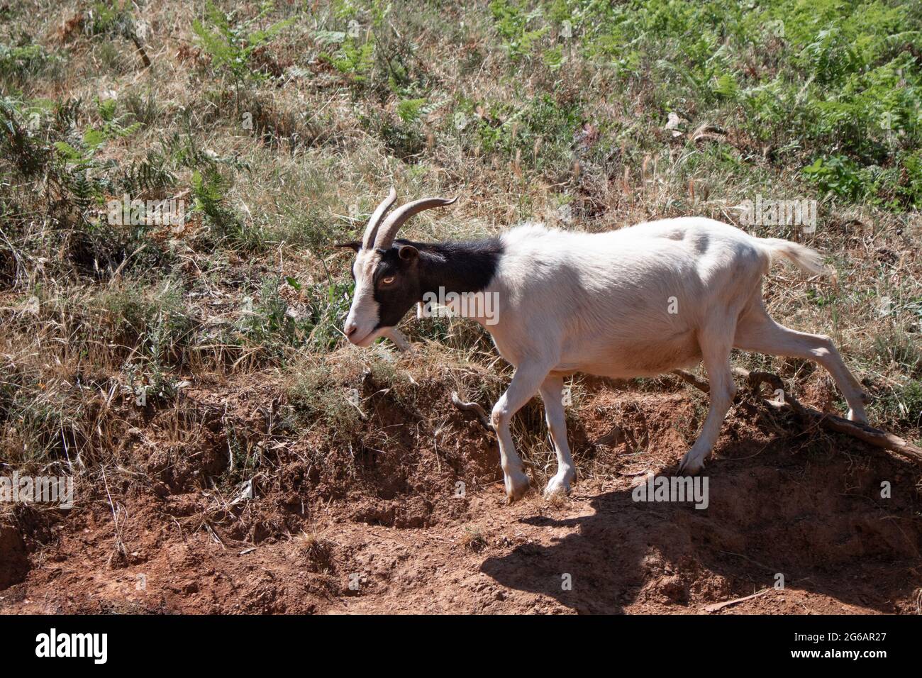 One white and brown capra aegagrus hircus or domestic goat walking in a rural field on a summer sunny day Stock Photo