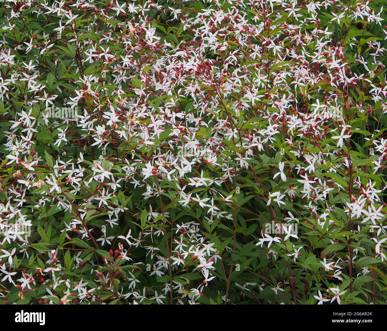 Gillenia Trifoliata - common names Bowman's Root or False Ipecac, which carries tiny star shaped white flowers above reddish branches. Stock Photo
