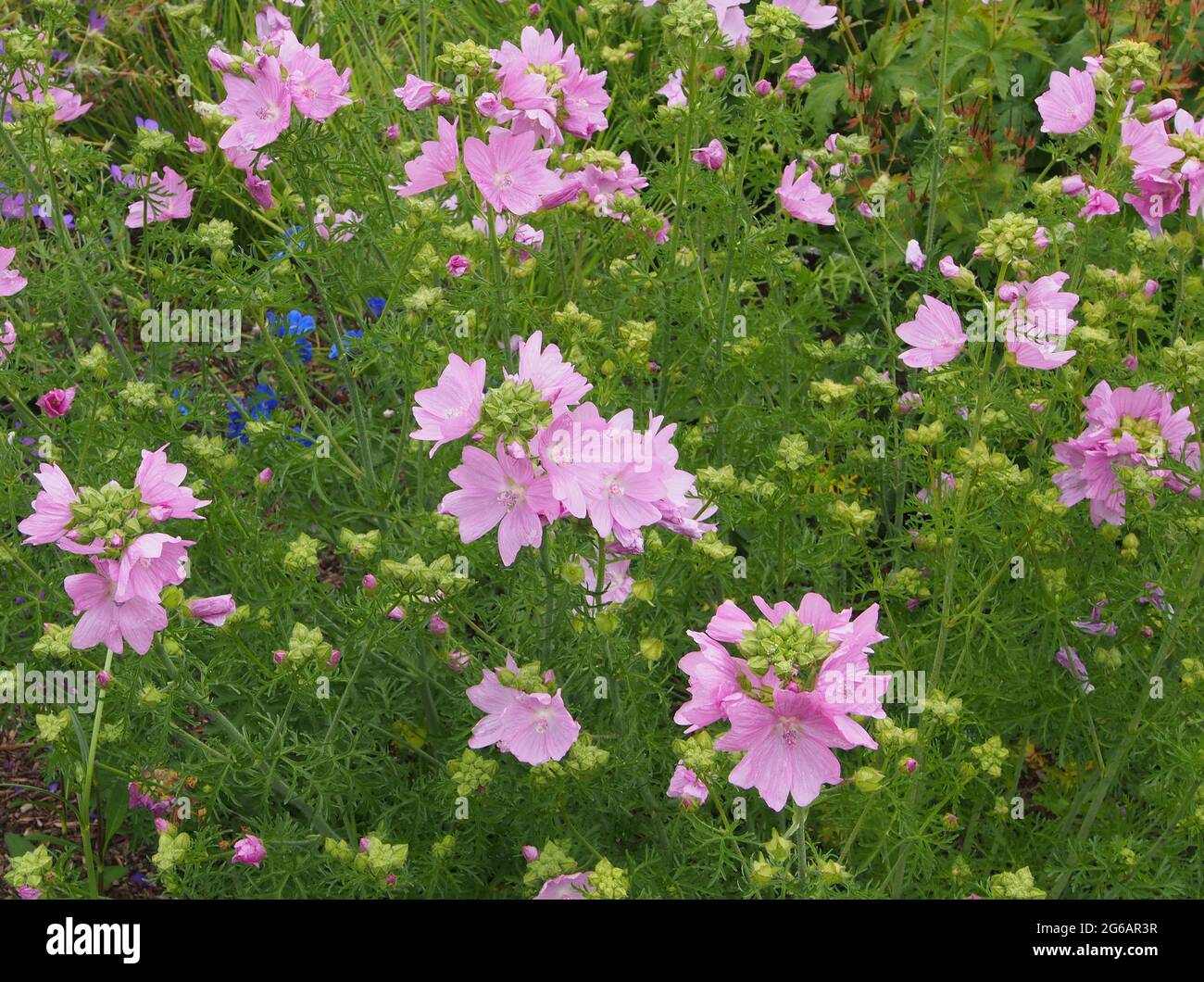 Mass of bright pink mallow flowers growing on the shrub in an English garden in July. Stock Photo