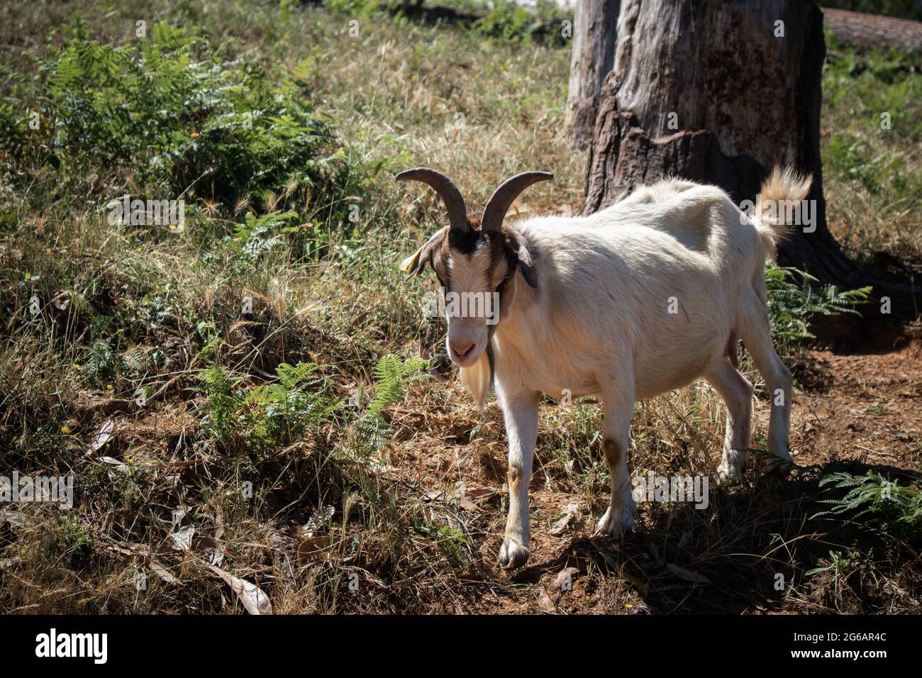 One white and brown capra aegagrus hircus or domestic goat standing in a rural field Stock Photo