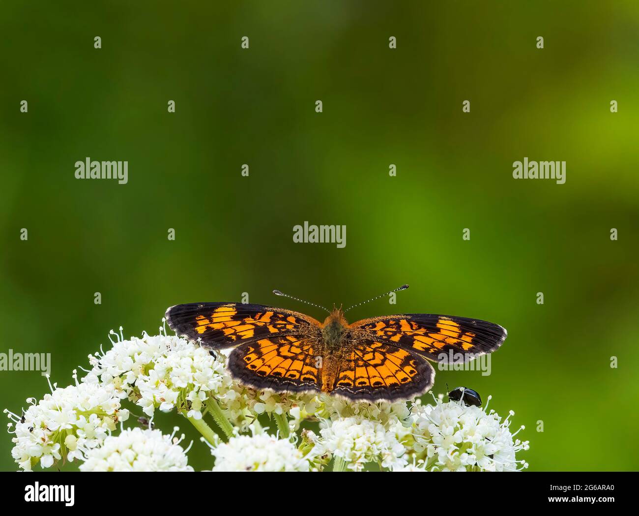 This lone Pearl Crescent Butterfly is joined by another insect on Common Yarrow flowers that are everywhere on this day in early July. Stock Photo