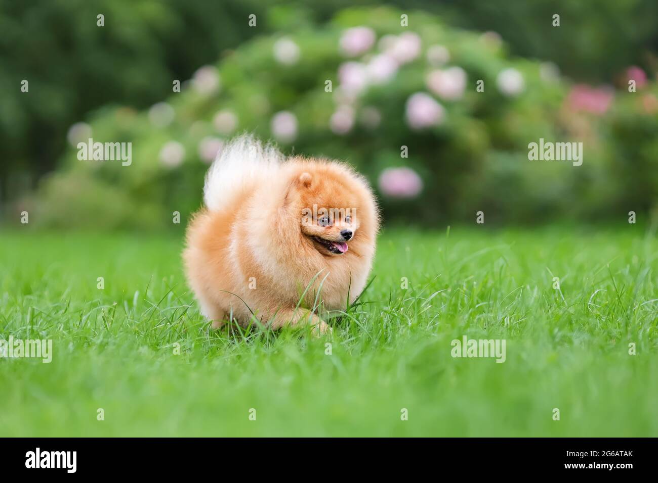 Portrait of pomeranian spitz dog walking on green grass at summer nature Stock Photo