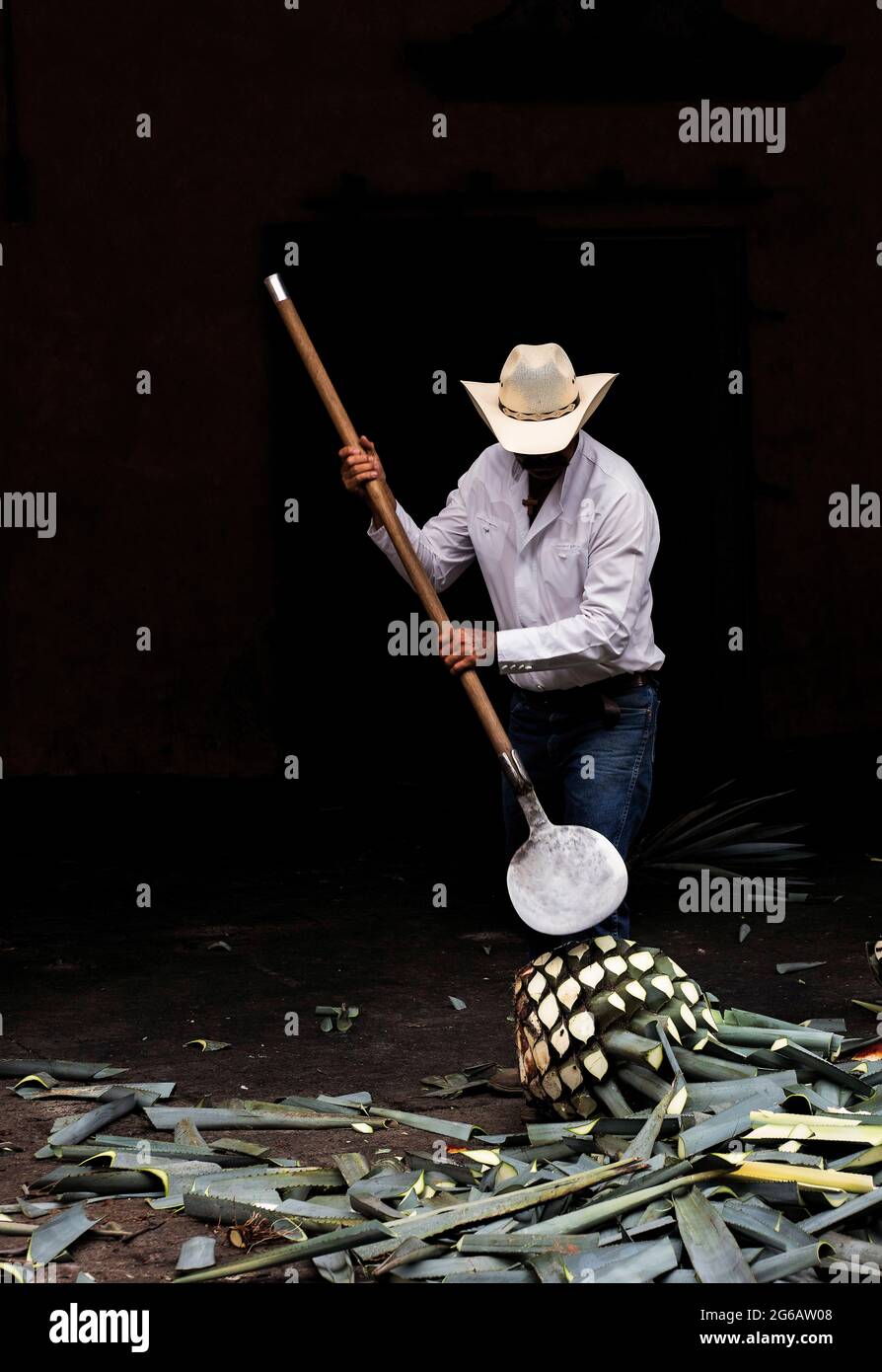 worker removing leaves from blue agave cactus plant in Tequila , Mexico Stock Photo
