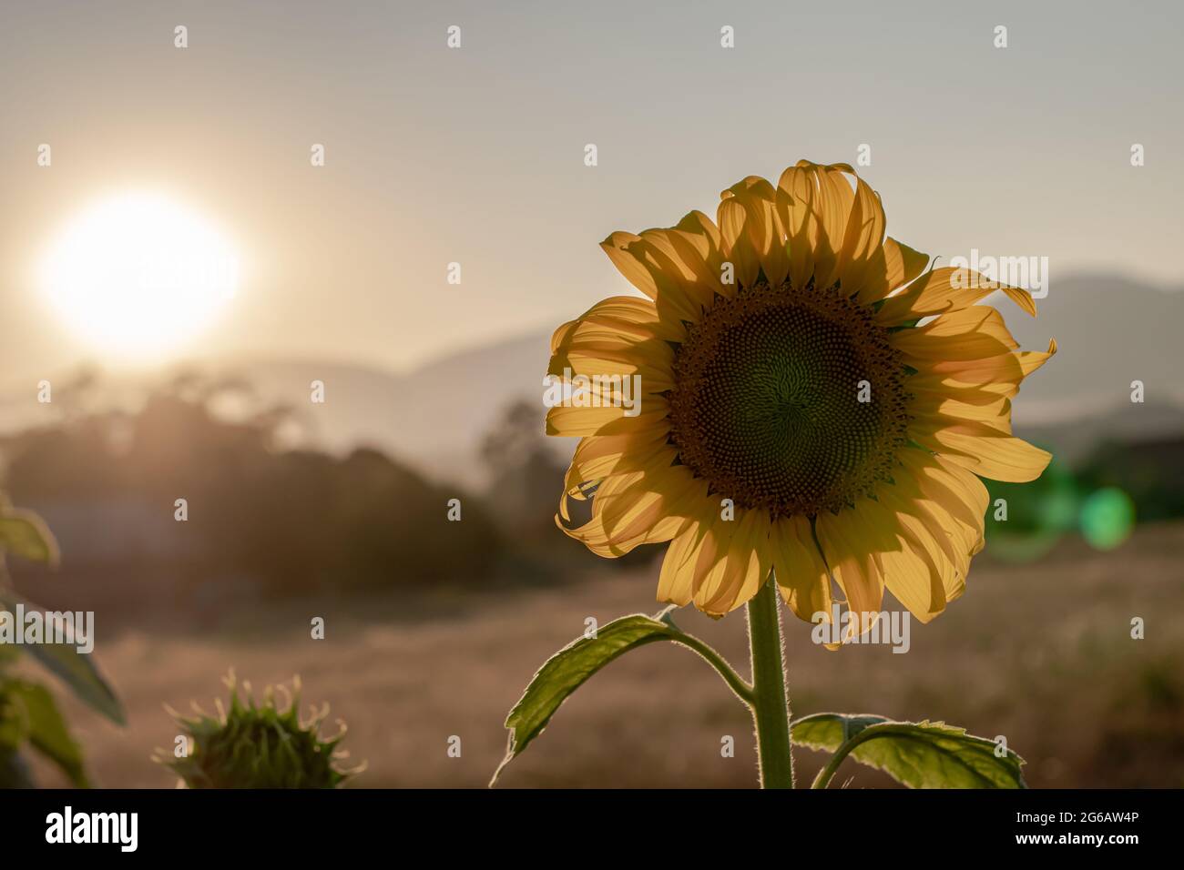Field blooming sunflowers on a sunset background. Silhouette of ...