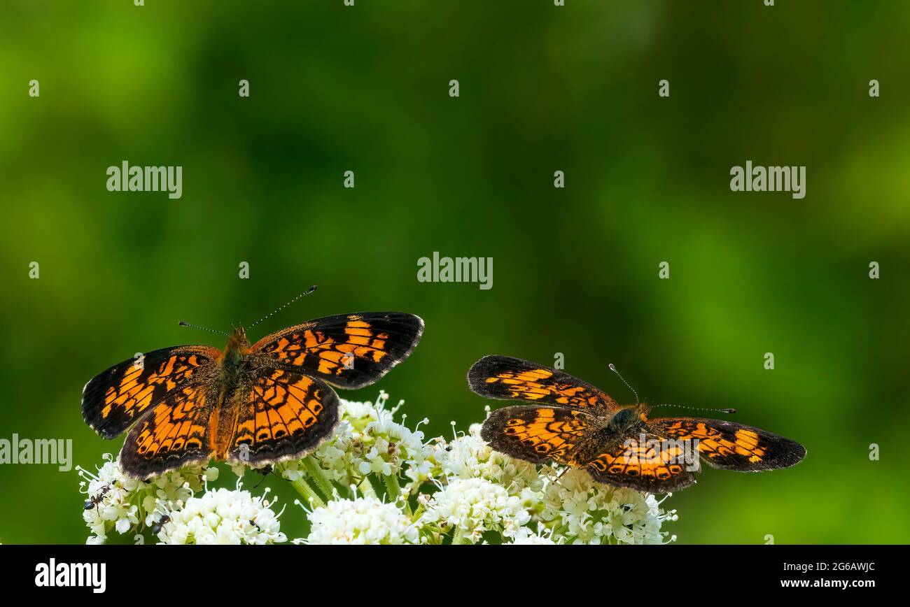 These two Pearl Crescent Butterfly are perched on Common Yarrow flowers that are prevalent in this area. Stock Photo