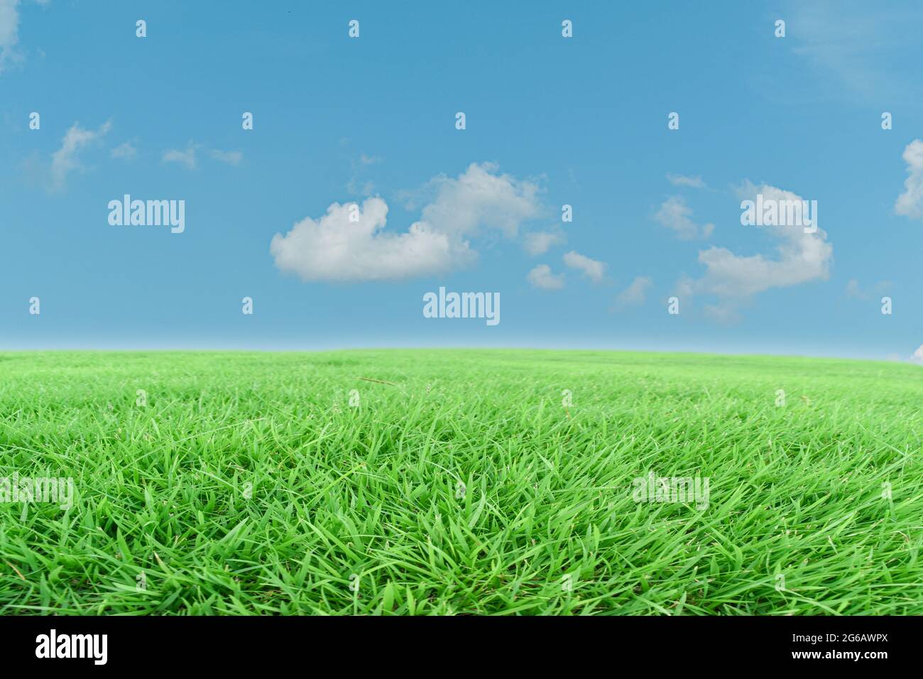 Green grass meadow and blue sky background. Natural field landscape ...