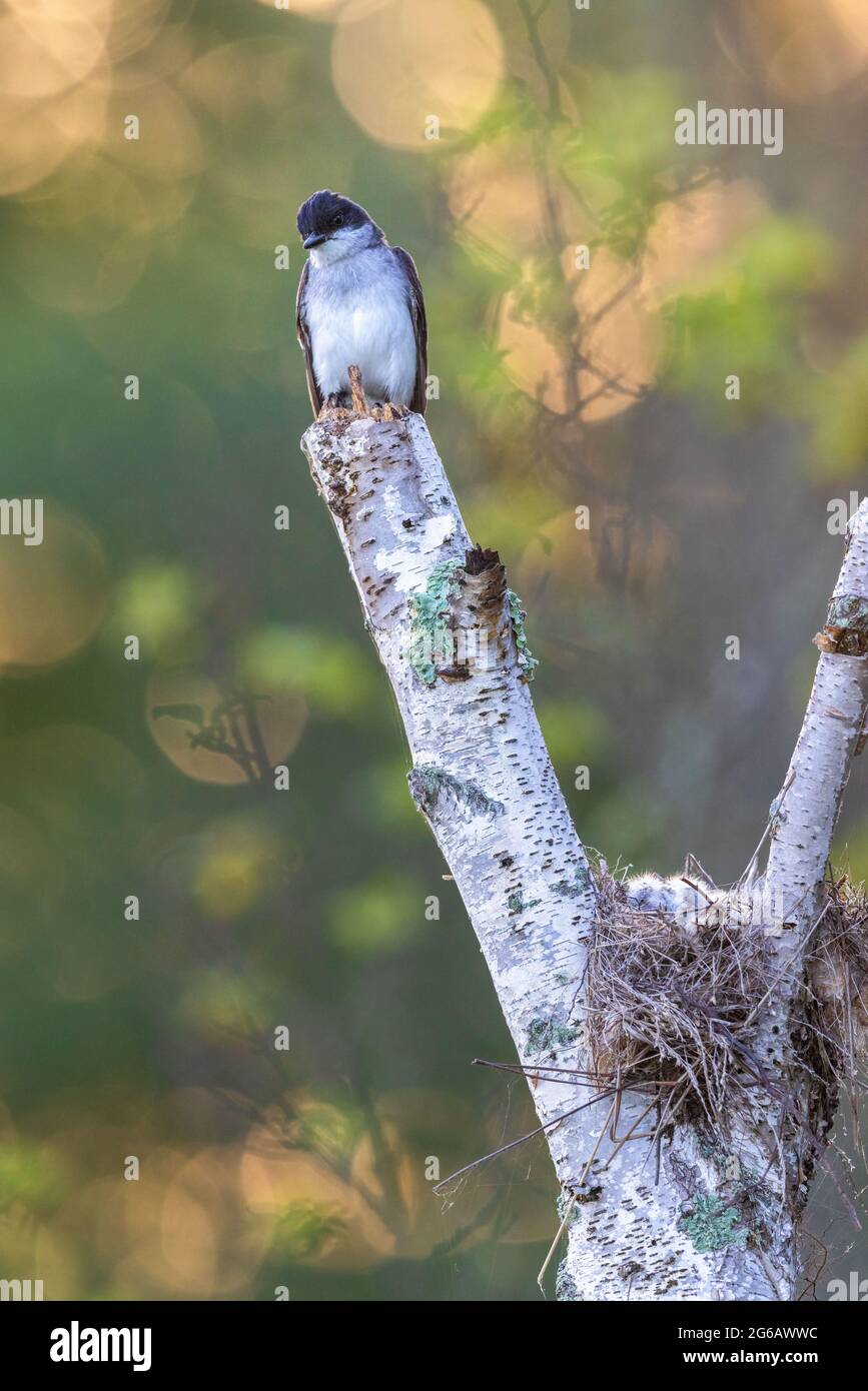 Early morning at a kingbird nest in northern Wisconsin Stock Photo Alamy