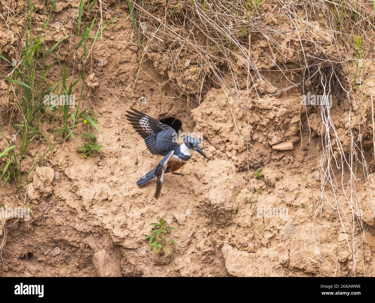 Female belted kingfisher leaving nest site in northern Wisconsin Stock