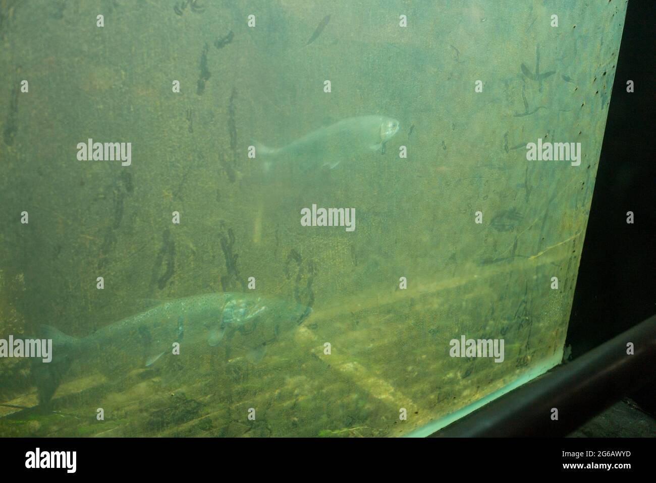 An algae encrusted window show salmon swimming through the salmon