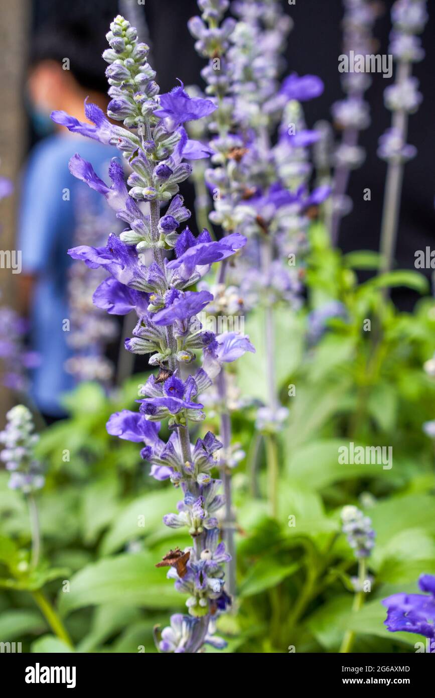 Sage thailand hires stock photography and images Alamy