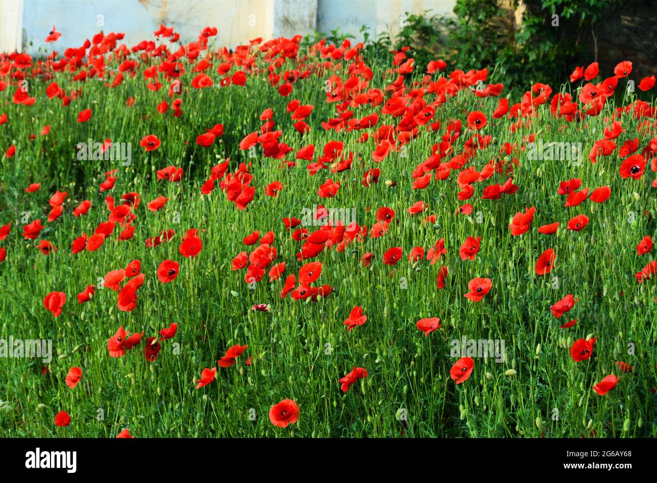 Beautiful field of red poppies on a sunny Stock Photo - Alamy