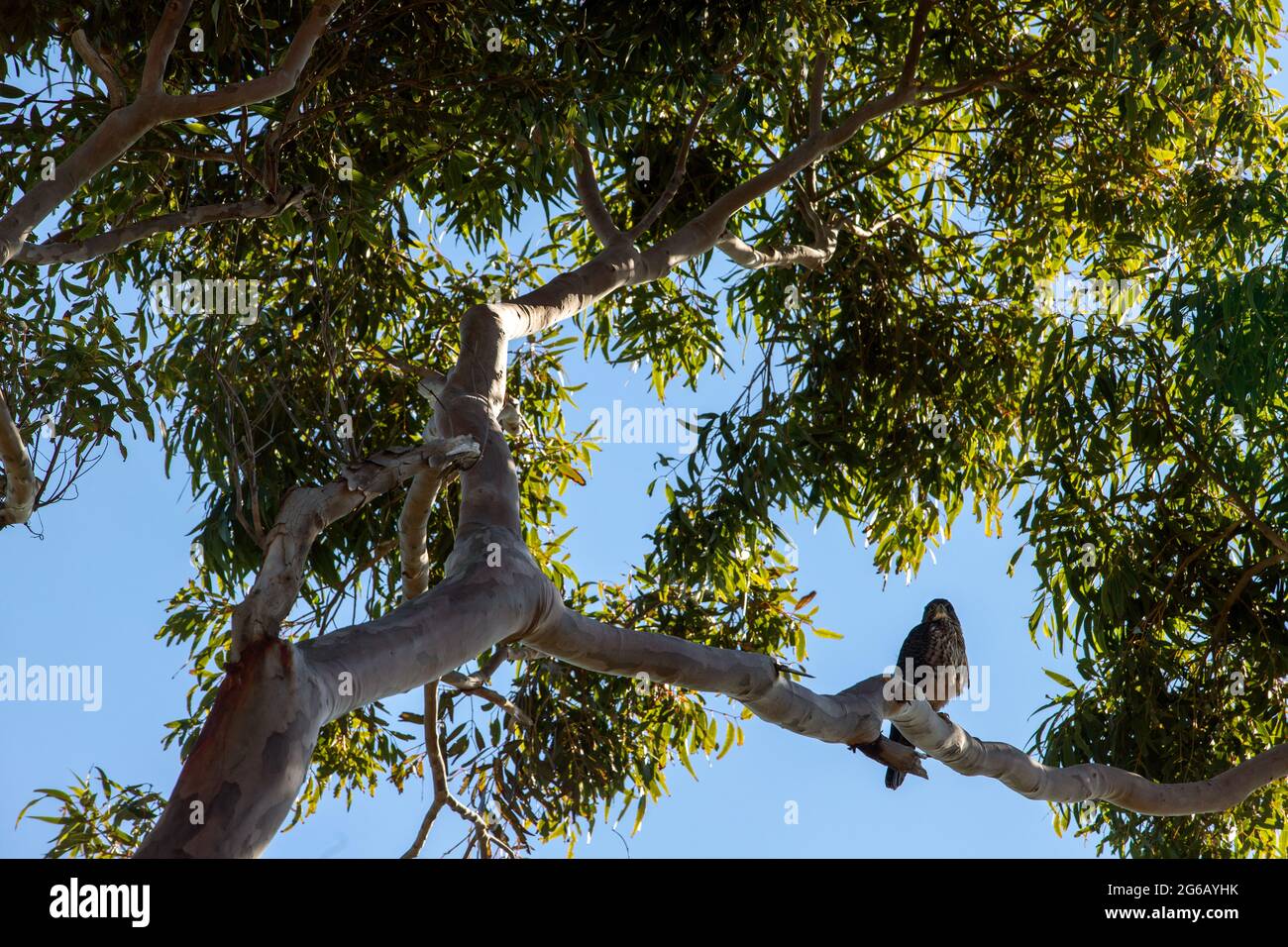 A New Zealand falcon sits in a tree near Nelson Stock Photo