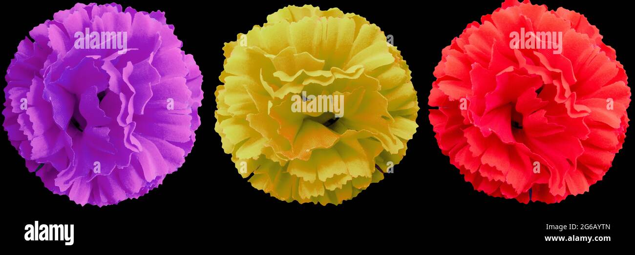 Surreal dark blue flower dahlia macro isolated on black surface Stock