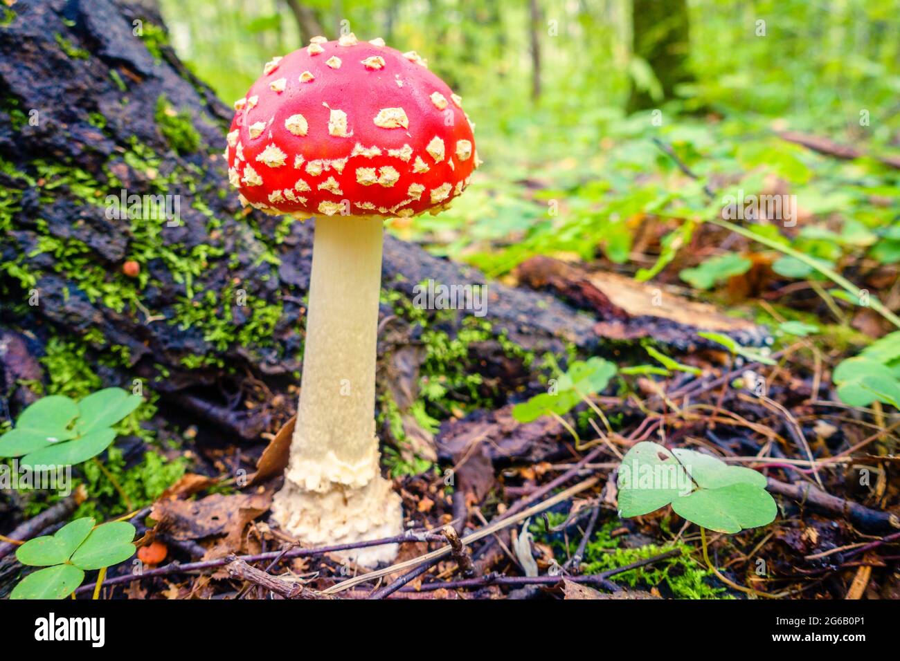 Close-up image of an amanita mushroom in forest in Russia Stock Photo