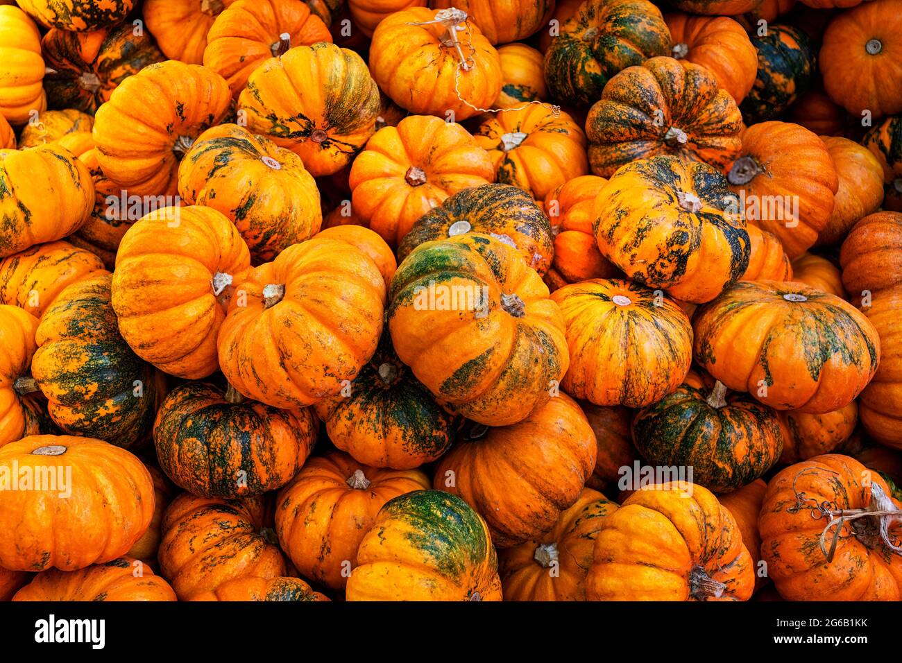 Group of orange and green pumpkins, squash, top view. Background Stock ...