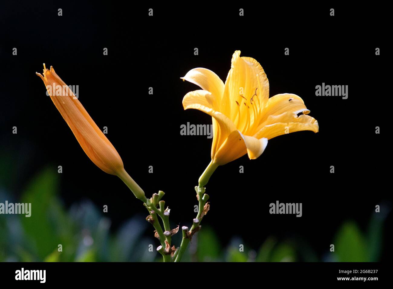 Orange Day-lily - Brevard, North Carolina, USA Stock Photo