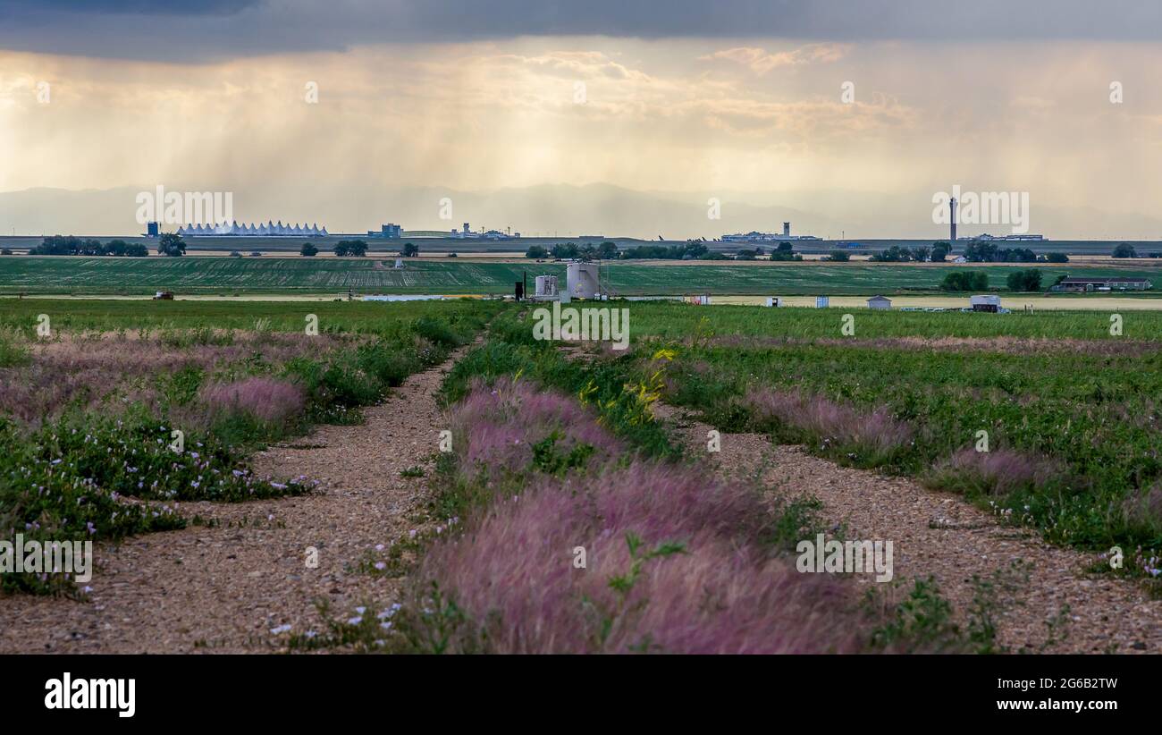 Agricultural landscape with a dirt road and herbal flowers in the prairie of Eastern Colorado