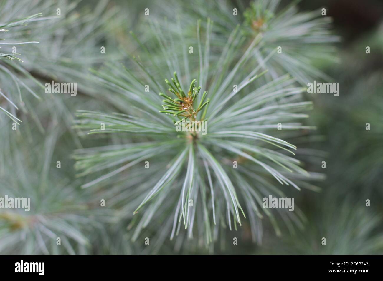 Closeup of tips of pine tree branches Stock Photo
