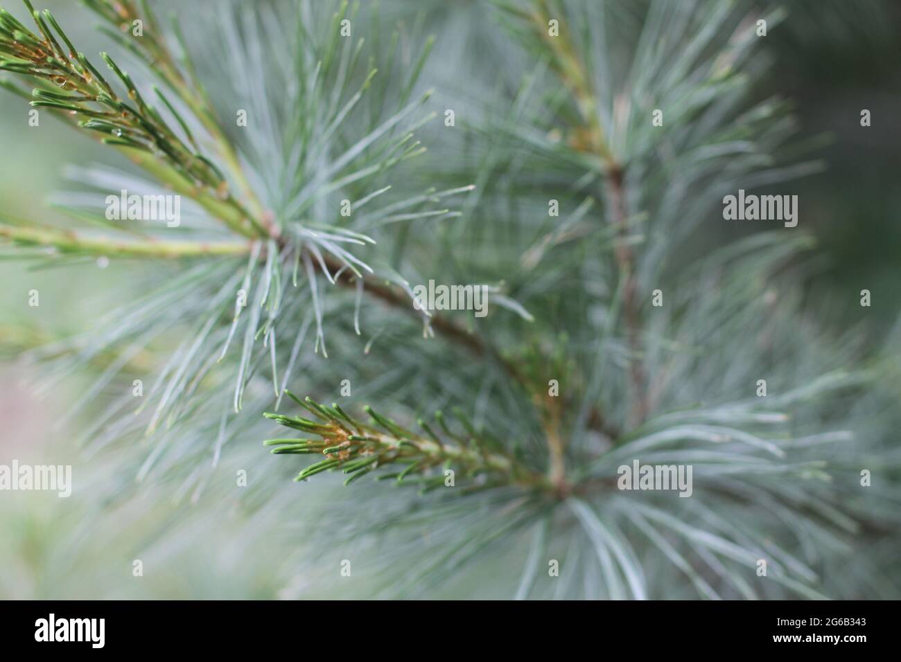 Closeup of tips of pine tree branches Stock Photo