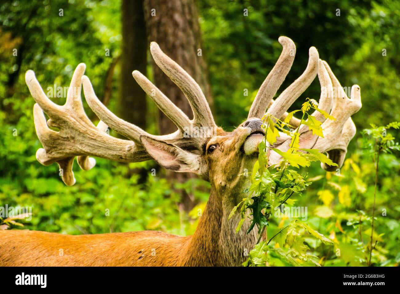 Dutch national animal hi-res stock photography and images - Alamy Dutch national animal hi-res stock photography and images - Alamy