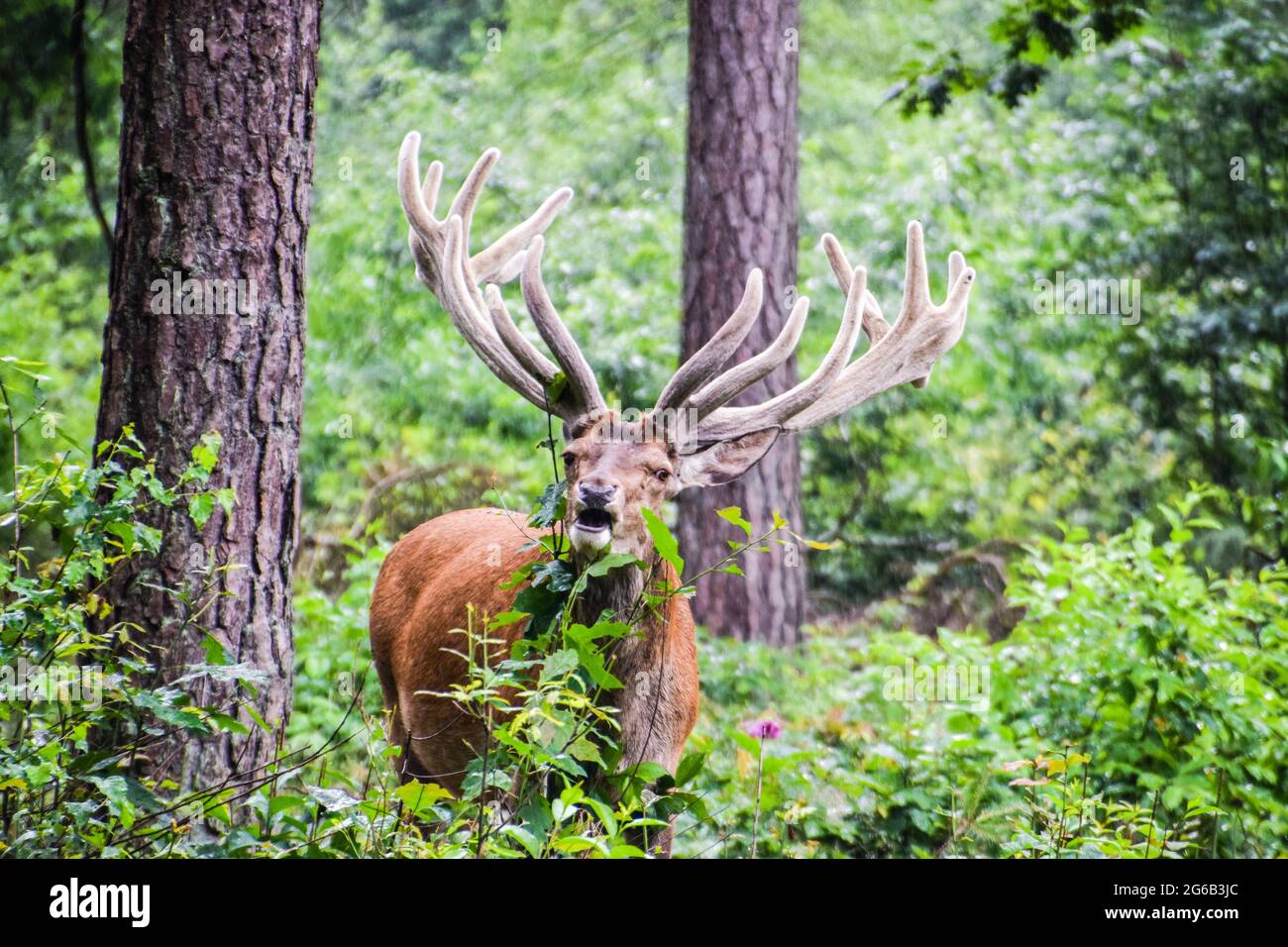 Dutch national animal hi-res stock photography and images - Alamy