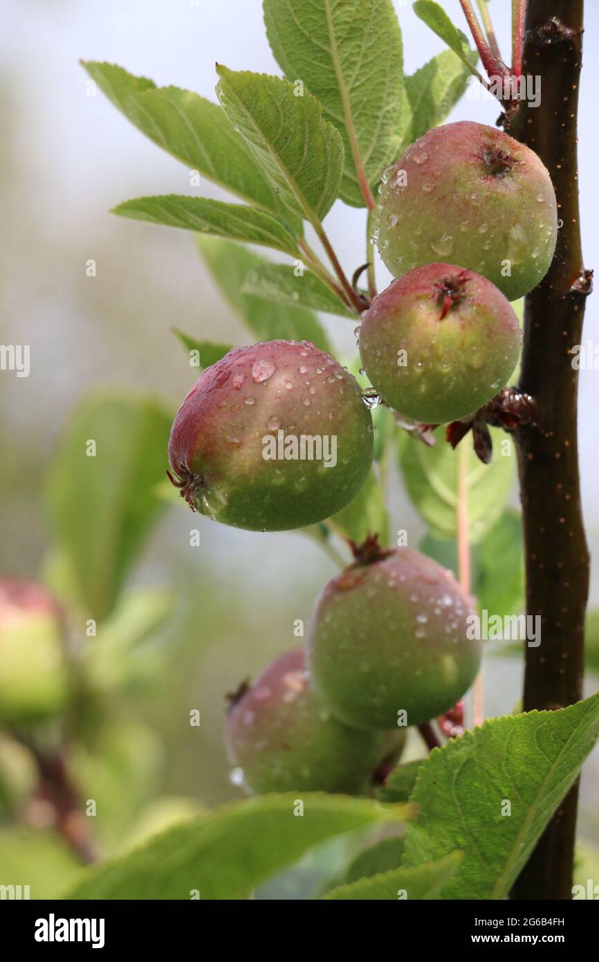 Beautiful, small pink apples with raindrops, early spring. Stock Photo