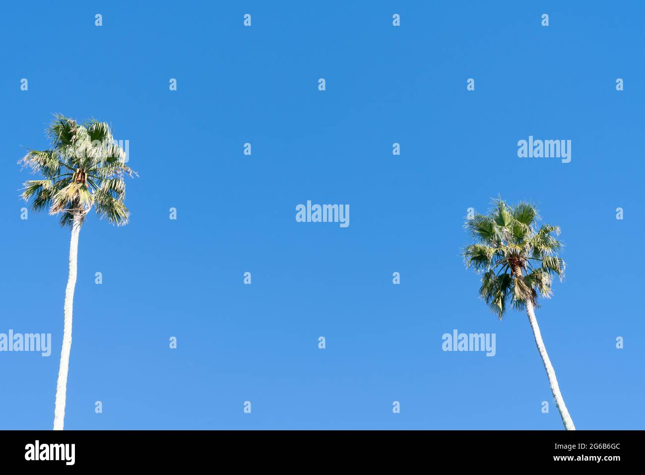 Tall California fan palm trees against blue sky with their long spindly trunks project skyward. Stock Photo