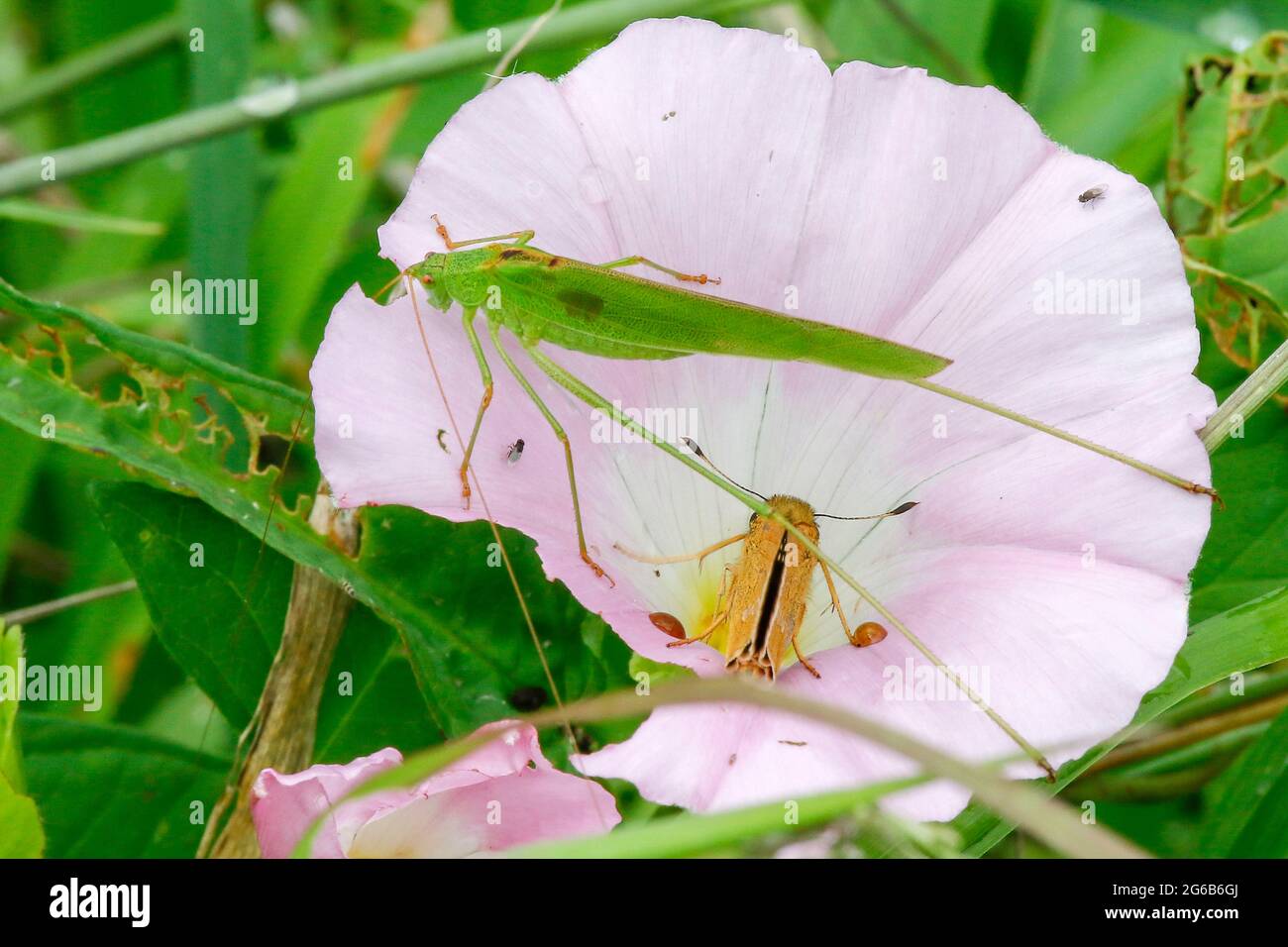 Sangju, South Korea. July 4, 2021-Sangju, South Korea-A Kind of Korean Grasshopper landed flower near ian stram in Sangju, South Korea. Credit: RYU SEUNG IL/Alamy Live News Stock Photo